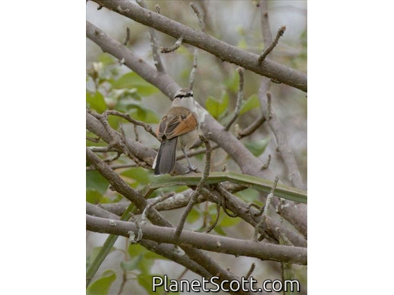 Brown-crowned Tchagra (Tchagra australis)