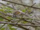 Brown-crowned Tchagra (Tchagra australis)
