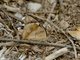 Blue-spot Pansy (Junonia oenone)
