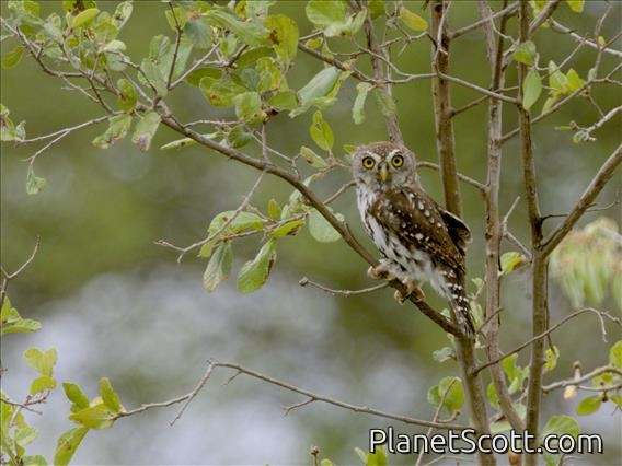 Pearl-spotted Owlet (Glaucidium perlatum)
