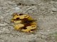 African Yellow Pansy (Junonia hierta)