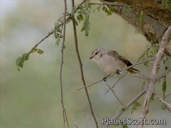 African Gray Flycatcher (Bradornis microrhynchus)