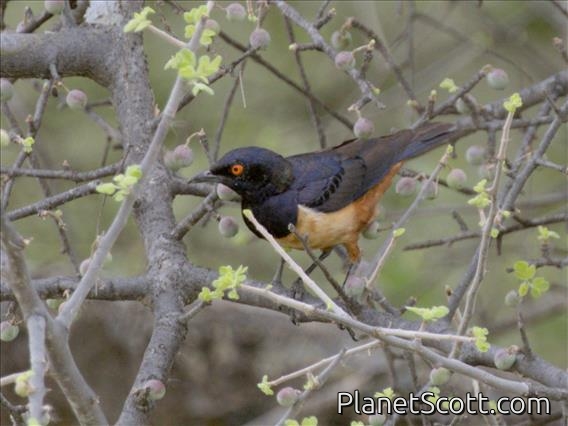 Hildebrandt's Starling (Lamprotornis hildebrandti)