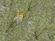 Lesser Masked-Weaver (Ploceus intermedius) - Female