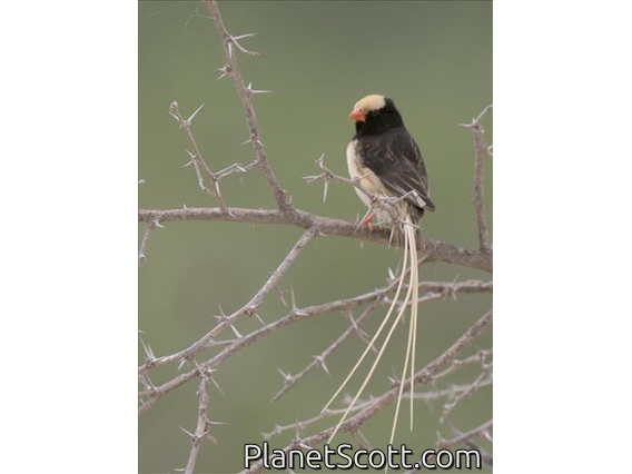 Straw-tailed Whydah (Vidua fischeri)