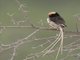 Straw-tailed Whydah (Vidua fischeri)