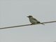 European Roller (Coracias garrulus)