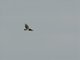 Black-chested Snake-Eagle (Circaetus pectoralis)