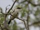 Black-capped Social-Weaver (Pseudonigrita cabanisi)