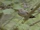 White-throated Robin (Irania gutturalis) - Female
