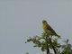 Vitelline Masked-Weaver (Ploceus vitellinus) - Female