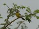 Somali Bunting (Emberiza poliopleura)