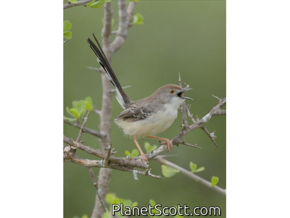 Red-fronted Prinia (Prinia rufifrons)
