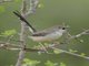 Red-fronted Prinia (Prinia rufifrons)