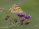 Tips (Colotis)