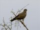 Eastern Chanting-Goshawk (Melierax poliopterus) - Juvenile