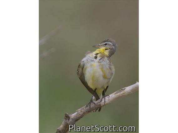 Western Yellow Wagtail (Motacilla flava)
