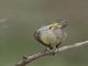 Western Yellow Wagtail (Motacilla flava)