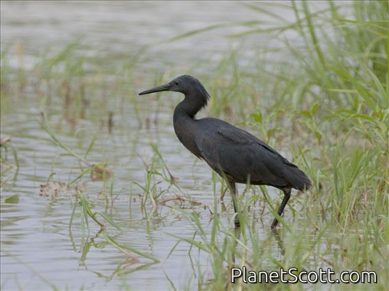 Black Heron (Egretta ardesiaca)