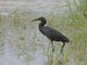 Black Heron (Egretta ardesiaca)