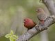 Red-billed Firefinch (Lagonosticta senegala)