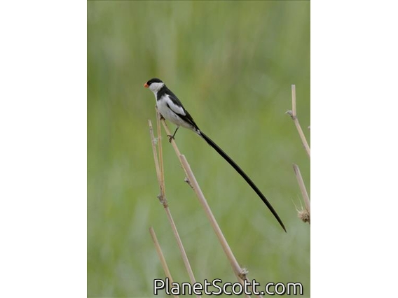 Pin-tailed Whydah (Vidua macroura)