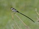 Pin-tailed Whydah (Vidua macroura)