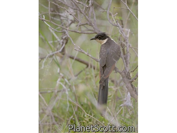 Pied Cuckoo (Clamator jacobinus)