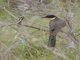 Pied Cuckoo (Clamator jacobinus)