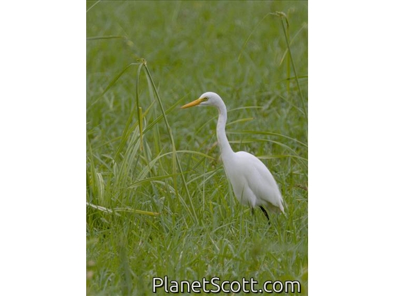 Yellow-billed Egret (Ardea brachyrhyncha)
