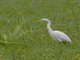 Yellow-billed Egret (Ardea brachyrhyncha)
