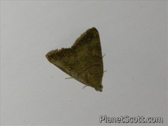 Cutworm Moth (Amyna sp)