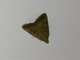 Cutworm Moth (Amyna sp)