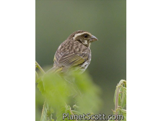 Streaky Seedeater (Crithagra striolata)