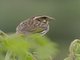 Streaky Seedeater (Crithagra striolata)