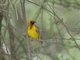 Speke's Weaver (Ploceus spekei)