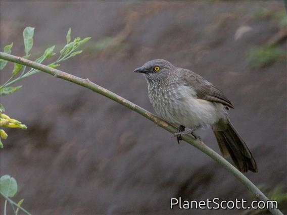 Arrow-marked Babbler (Turdoides jardineii)