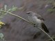 Arrow-marked Babbler (Turdoides jardineii)