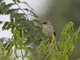 Singing Cisticola (Cisticola cantans)