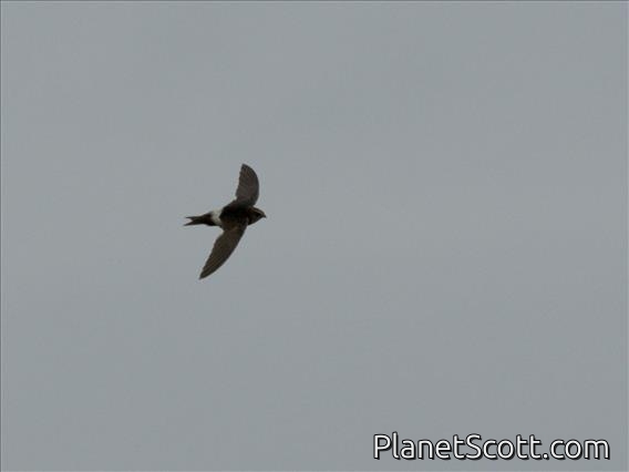 Horus Swift (Apus horus)