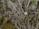 Lynes's Cisticola (Cisticola distinctus)
