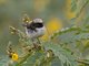 Schalow's Wheatear (Oenanthe lugubris) - Male