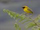 Speke's Weaver (Ploceus spekei) - Male