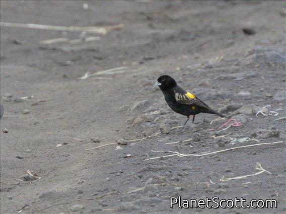 Yellow Bishop (Euplectes capensis)