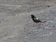 Yellow Bishop (Euplectes capensis)