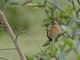 Yellow Bishop (Euplectes capensis) - Female