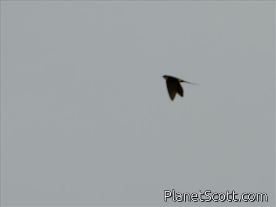 African Red-rumped Swallow (Cecropis melanocrissus)