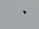 African Red-rumped Swallow (Cecropis melanocrissus)