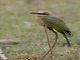 White-fronted Bee-eater (Merops bullockoides)