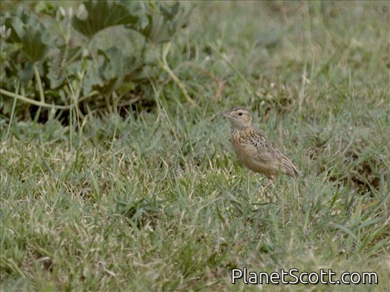 Beesley's Lark (Chersomanes beesleyi)